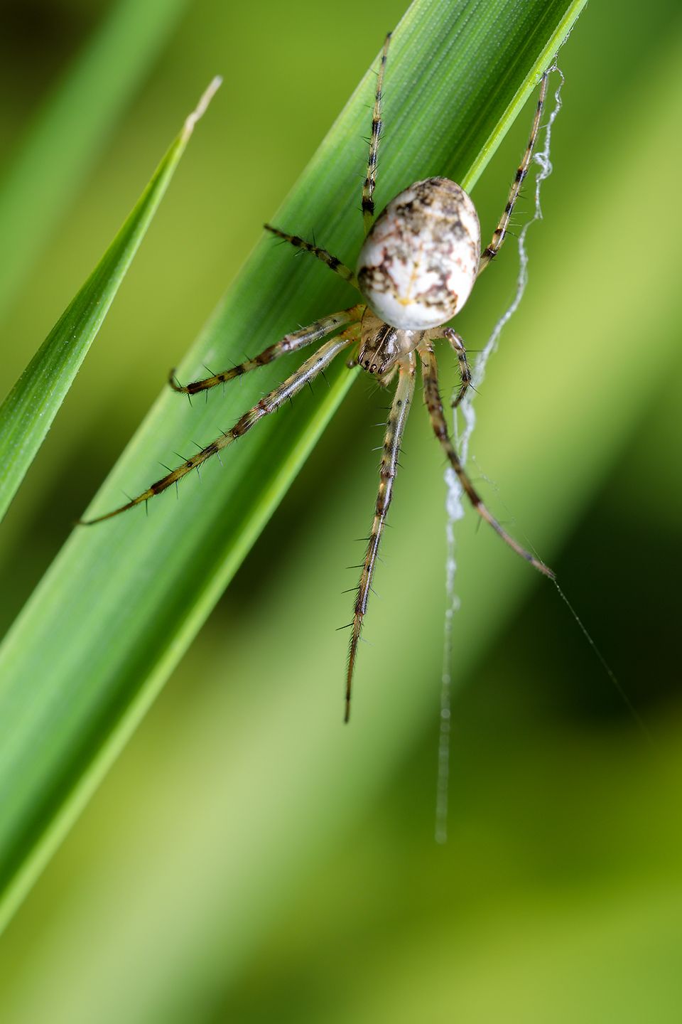 Metellina segmentata